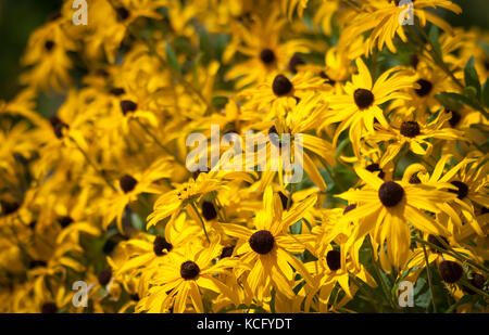 Fleurs jaunes dans le jardin zoo Banque D'Images