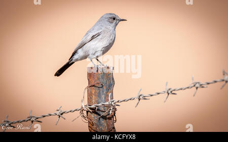 Comme un oiseau sur un fil Banque D'Images