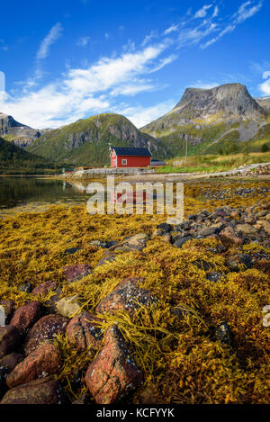 Des pierres et des algues sur une plage sur les îles Lofoten en Norvège Banque D'Images