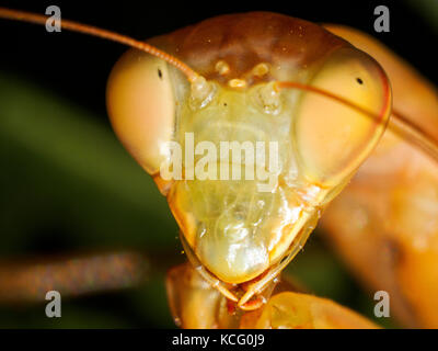 Praying Mantis - Italie Banque D'Images