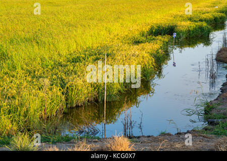 Champs de riz l'agriculture en Alentejo Portugal comporta Banque D'Images