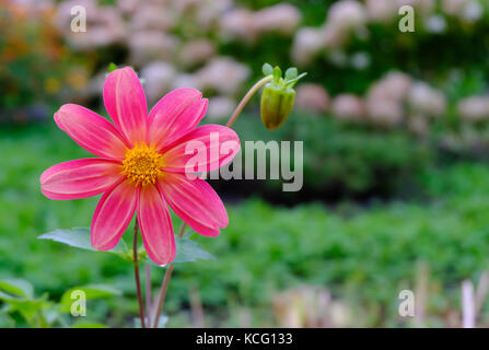 Fleur rose vif cosmea (cosmos, asteraceae aster, ou DAISY) avec les graines sur fond de jardin, vue en gros Banque D'Images