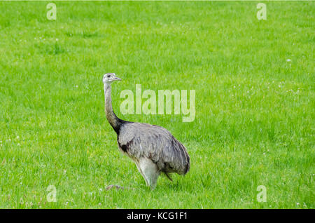 Le nandou d'Amérique (Rhea americana) nandu, assis dans une herbe dans le Mecklembourg-Poméranie occidentale, l'Allemagne. l'ratites ont éclaté il y a 15 ans Banque D'Images