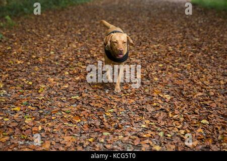 Hensol, Pays de Galles, Royaume-Uni, le 3 octobre 2017. Le Talisker fox red labrador prend une marche à travers les feuilles tombées dans la forêt hensol, Vale of Glamorgan, Pays de Galles, Royaume-Uni. Banque D'Images