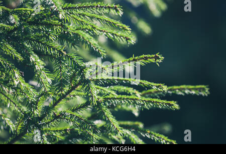 Branches d'épinette verte fraîche fond. la photo en gros plan avec soft focus sélectif Banque D'Images