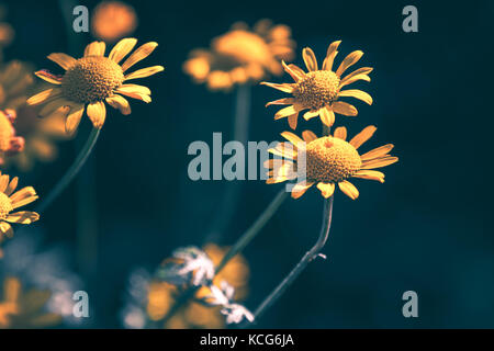 Fleurs jaune vif, daisy closeup photo naturel sur fond sombre avec focus sélectif et correction filtre tonal Banque D'Images