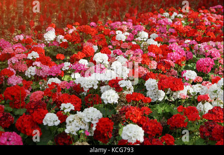 Parterre de fleurs colorées de géraniums dans les rayons du soleil Banque D'Images