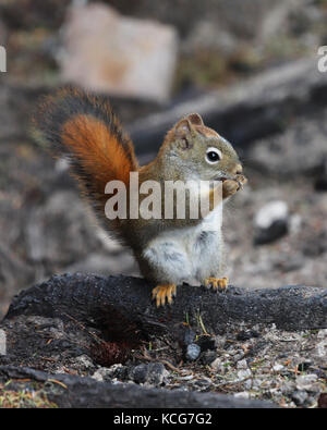 Écureuil roux de nourriture dans la forêt nationale de Tongass, Alaska Banque D'Images