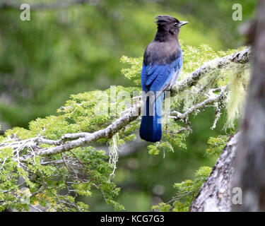Belle bleue geai de Stellar perché sur la branche de pin verte dans la forêt nationale de Tongass, alaska Banque D'Images