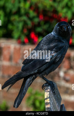 - Coloeus monedula western jackdaw. image prise sur l'île de Brownsea, en juillet 2013 Banque D'Images