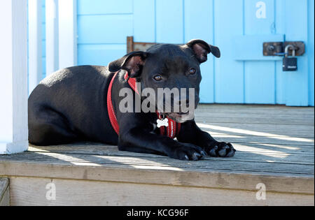 Staffordshire Bull Terrier puppy dog laying on beach hut decking - terrasse Banque D'Images