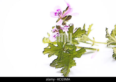 Géranium parfumée oranger sur fond blanc Banque D'Images