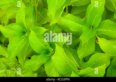 Les feuilles d'hortensias. Banque D'Images