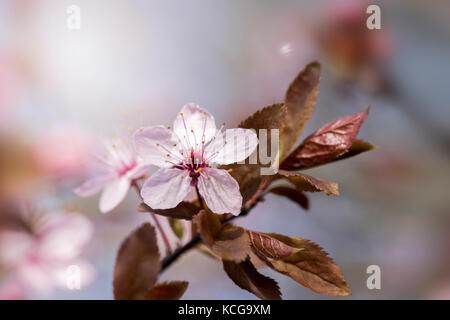 Black Cherry Plum Blossom rose, printemps,Prunus cerasifera 'nigra' Banque D'Images