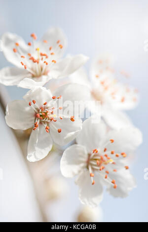 Image en gros plan de belles fleurs de cerisier blanc de printemps Banque D'Images