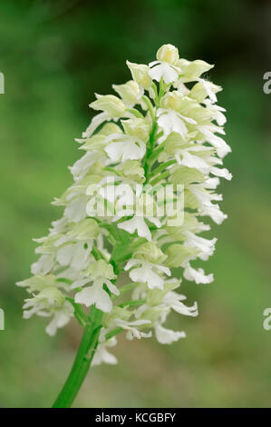 Orchidée blanche, phase, Provence, Sud de France / (Orchis purpurea) | Purpur-Knabenkraut, weisse Phase, Provence, Suedfrankreich Banque D'Images