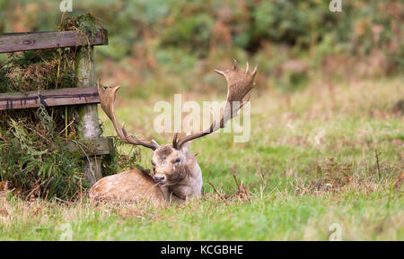 Le cerf de Virginie sauvage du Royaume-Uni a pris ses blessures en automne (Dama dama) avec de gros bois de palmate, isolés dans de l'herbe, épuisés après une ruche. Le Royaume-Uni s'accroche. Banque D'Images