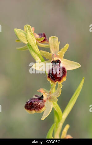 Petite Araignée Ophrys, Provence, Sud de France / (Ophrys araneola) | Kleine Spinnen-Ragwurz, Provence, Suedfrankreich Banque D'Images