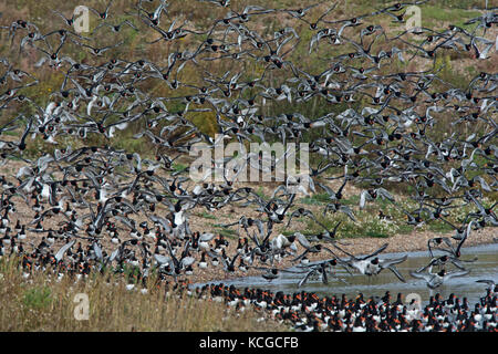 Les huîtriers Haematopus ostralegus Eurasian se percher au troupeau sur la réserve RSPB Snettisham Norfolk Lavage automne Banque D'Images