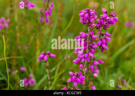 Heather Bell, Erica cinerea Banque D'Images