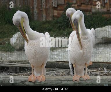 Des pélicans (pelecanus olocrotalus) (1) Banque D'Images