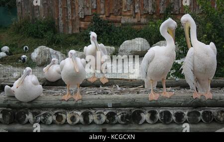 Des pélicans (pelecanus olocrotalus) (3) Banque D'Images