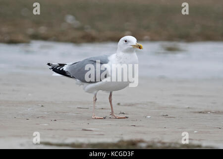 Caspian Gull Larus cachinnans Parc National d'Hortobagy adultes Janvier Hongrie Banque D'Images