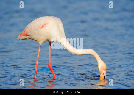 Flamant rose, Camargue, Provence, Sud de France / (Phoenicopterus roseus) | Rosaflamingos, Camargue, Provence, Suedfrankreich Banque D'Images