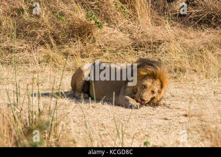 Male lion (Panthera leo), Parc National de Masai Mara Game Reserve, Kenya, Afrique de l'Est Banque D'Images