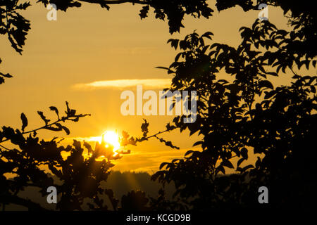 Orange chaud automne coucher du soleil derrière les feuilles d'un arbre Banque D'Images