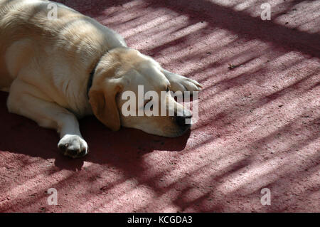 Un labrador, chiot faire une sieste Banque D'Images