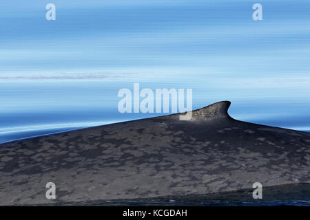 Rorqual bleu (balaenoptera musculus) à la surface de l'océan Arctique et montrant la petite nageoire dorsale, Svalbard, Norvège Banque D'Images