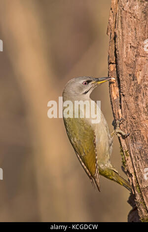 Pic à tête grise femelle Picus canus Parc National d'Hortobagy Hongrie Janvier Banque D'Images