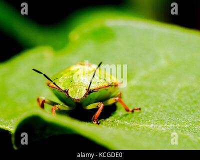 Le sud de Green Shield bug (Nezara viridula) - Italie Banque D'Images