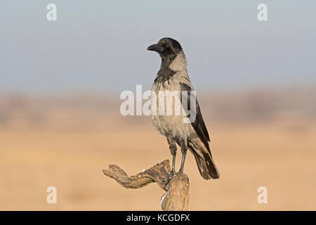 Hooded Crow Corvus cornix Parc National d'Hortobagy Hongrie Janvier Banque D'Images