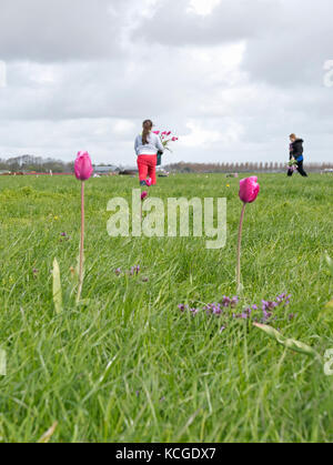 Tulipes cueillette dans un champ d'herbe et de fleurs Banque D'Images