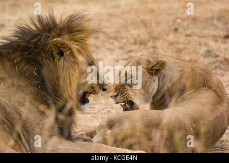 Lion (Panthera leo), Parc National de Masai Mara Game Reserve, Kenya, Afrique de l'Est Banque D'Images