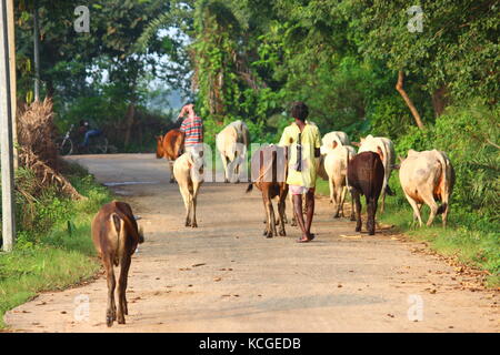 Tous les jours, lorsque le soir se couche et que le soleil se couche, les éleveurs ramènent leurs vaches à l'abri. Après une longue journée fatigante, ils rentrent à la maison et se préparent pour le lendemain pour faire paître les botins. Banque D'Images