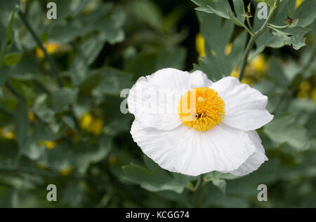 Romneya fleur. ISBN 2-07-059113-1 coquelicot. Banque D'Images