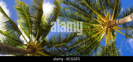 Faible angle de vue d'un palmier sur une plage à koloa, Kauai, Hawaii, États-Unis Banque D'Images