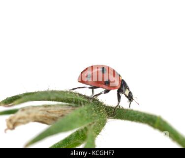 Images de macro coccinelle sur un plant de tomate Banque D'Images