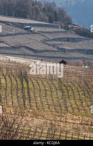 La viticulture du Clos du Rocher, Yvorne, Chablais, Vaud, Suisse Banque D'Images