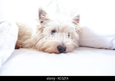 High key image de West Highland White Terrier westie chien dans lit avec draps et oreillers with copy space Banque D'Images