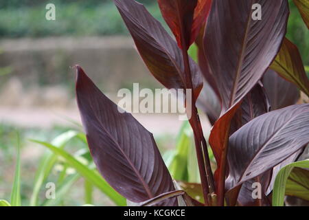 Notre Seigneur a écrit la promesse de la résurrection, non seulement dans les livres, mais dans chaque feuille au printemps. Banque D'Images