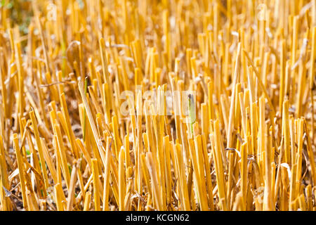 Pièces aiguës de sec jaune paille de blé après la récolte des céréales. L'heure d'été de l'année. Petite profondeur de champ Banque D'Images