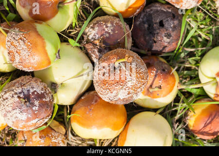 Tombé dans un tas sur le sol et les pommes pourries wormy 24,99 pendant la récolte des premiers fruits. verger. Faites's photos close-up avec SHA Banque D'Images