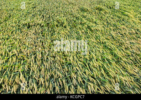 Concassé et d'un dumping sur le terrain n'est pas la maturité du blé dans le domaine de la récolte détruite. céréales vert à partir de la pluie et du vent. photo close-up d'une agriculture Banque D'Images