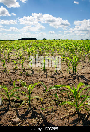 Quelques rangs de plus en plus de germes de maïs vert nouveau dans le domaine. Paysage avec ciel bleu et beaucoup de nuages. Banque D'Images