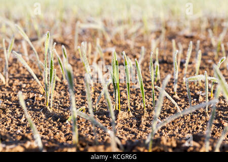 Domaine agricole sur lesquelles poussent les pousses vertes de seigle Couvert de matin givre. saison d'automne, les céréales d'hiver par temps ensoleillé petite profondeur. Banque D'Images