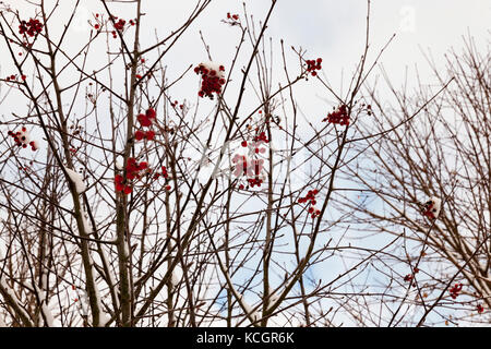 Branches d'arbres en hiver, couverte de neige après une chute de neige. sur la branche accrocher les graines de frêne de montagne rouge Banque D'Images